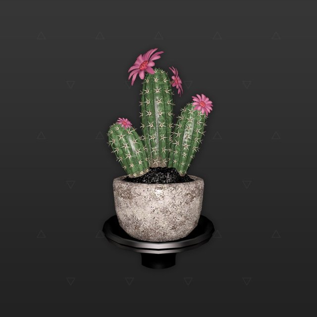 Cactus Plant